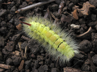 Streckfußrotschwanz