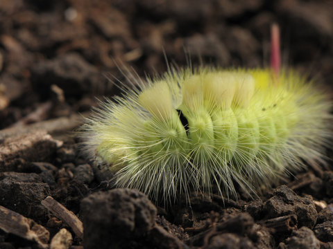 Streckfu&szlig;rotschwanz