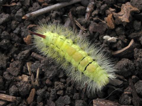 Streckfu&szlig;rotschwanz