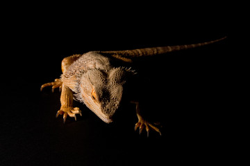 Brain in the Dark II