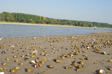 Flusskörbchenmuscheln am Rheinufer