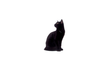 Black cat on white background