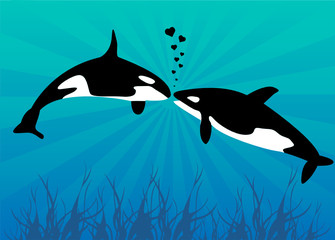 Obraz na płótnie Canvas killer whales