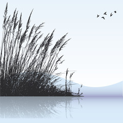 reeds in the water - obrazy, fototapety, plakaty