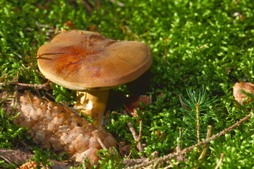 Marktpilz