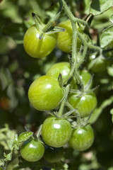 Green tomatoes on a vine.