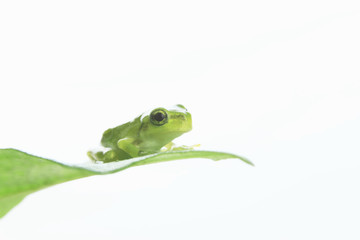 カエルと葉っぱ