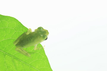 カエルと葉っぱ