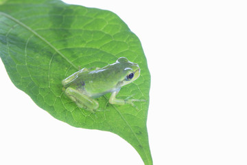 カエルと葉っぱ