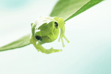 カエルと葉っぱ