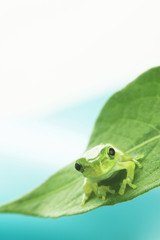 カエルと葉っぱ