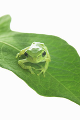 カエルと葉っぱ