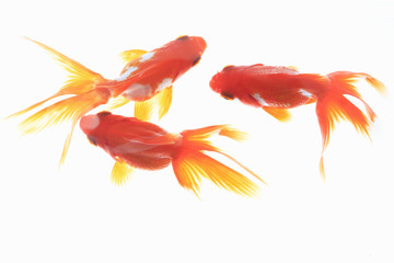 Fototapeta na wymiar Goldfish
