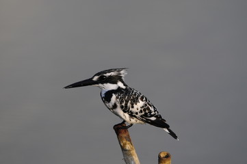 Pied Kingfisher (Ceryle rudis), Maagan Michael Lake, Israel