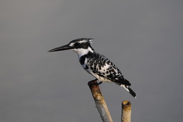 Pied Kingfisher (Ceryle rudis), Maagan Michael Lake, Israel