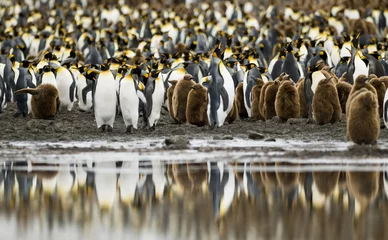 Rolgordijnen Pengiuin Colony Reflected © Rich Lindie