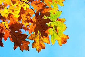 Multicolored autumn oak leaves over blue sky