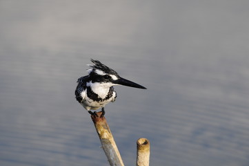 Pied Kingfisher (Ceryle rudis)