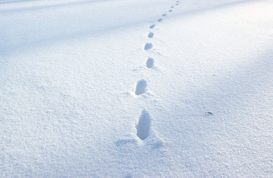 Footsteps in the blue snow