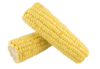 two sweetcorn cobs isolated on white background