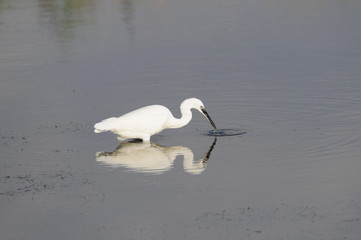 Little Egret (Egretta Garzetta) at Lake Maagan Michael