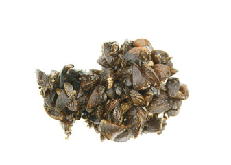 Bunch of river mussels isolated on white