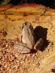 Crapaud au soleil