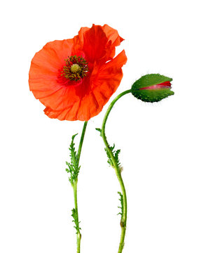 beautiful poppy flower and bud isolated on white