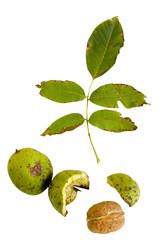 Walnuts with leaves composition
