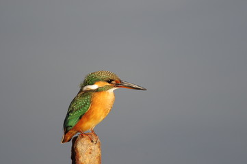 The Common Kingfisher (Alcedo atthis) at Maagan Michael Lake