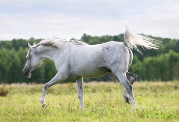 Obraz na płótnie Canvas beautiful white arab stallion