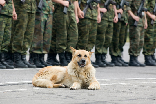 Military Dog