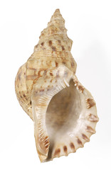 shell