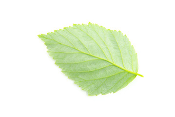 leaf