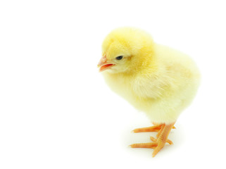 baby chicken