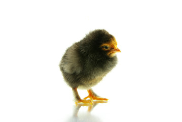 Obraz premium chicken