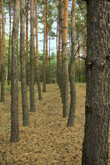 Fototapeta premium Coniferous forest