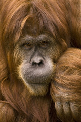 Orang-Utan 002