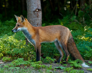 Male Juvenile Red Fox tanding on the edge of the Forest