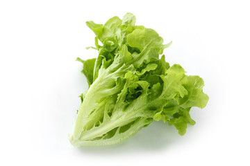 leaf lettuce