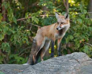 Juvenile Male Red Fox Standing on a Boulder