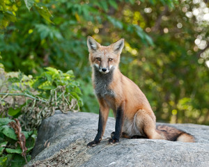 Juvenile female Red Fox Sitting on Boulder