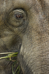 Elefant  002