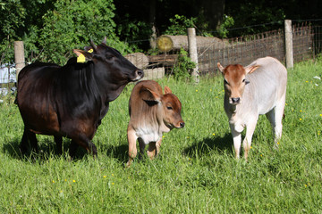 Zebu-Familie