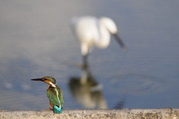 Common Kingfisher with Little Egret on the background