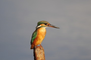 The Common Kingfisher (Alcedo atthis) at Maagan Michael Lake