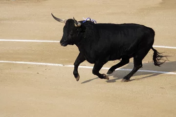 Acrylic prints Bullfighting fighting bull