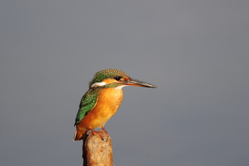 The Common Kingfisher (Alcedo atthis) at Maagan Michael Lake
