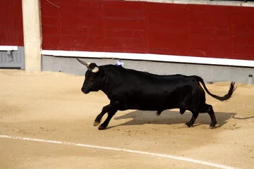 Peel and stick wall murals Bullfighting fighting bull