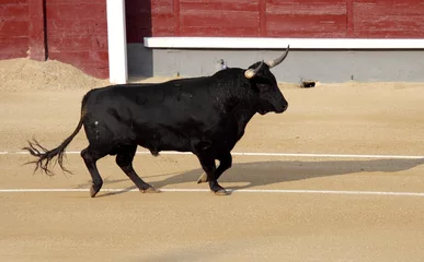Foto op Plexiglas Stierenvechten fighting bull